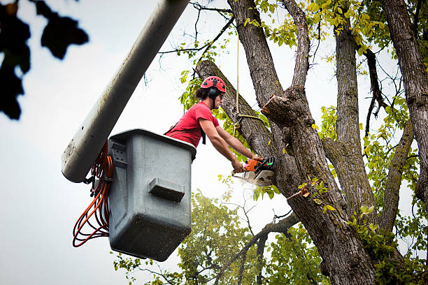  Maywood, CA Tree Removal and Landscaping Services Pros